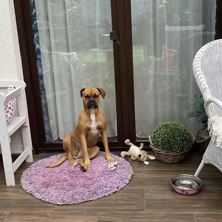 Feriehus In Ko Czewo Near Wild *